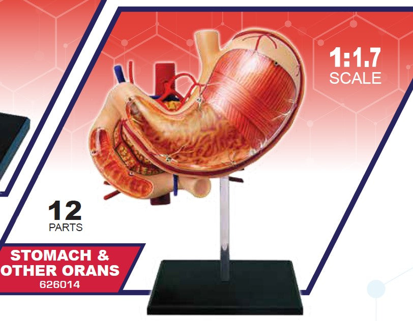 4D Master 626014 Stomach & other organs 胃 人体解剖モデル 1:1.7