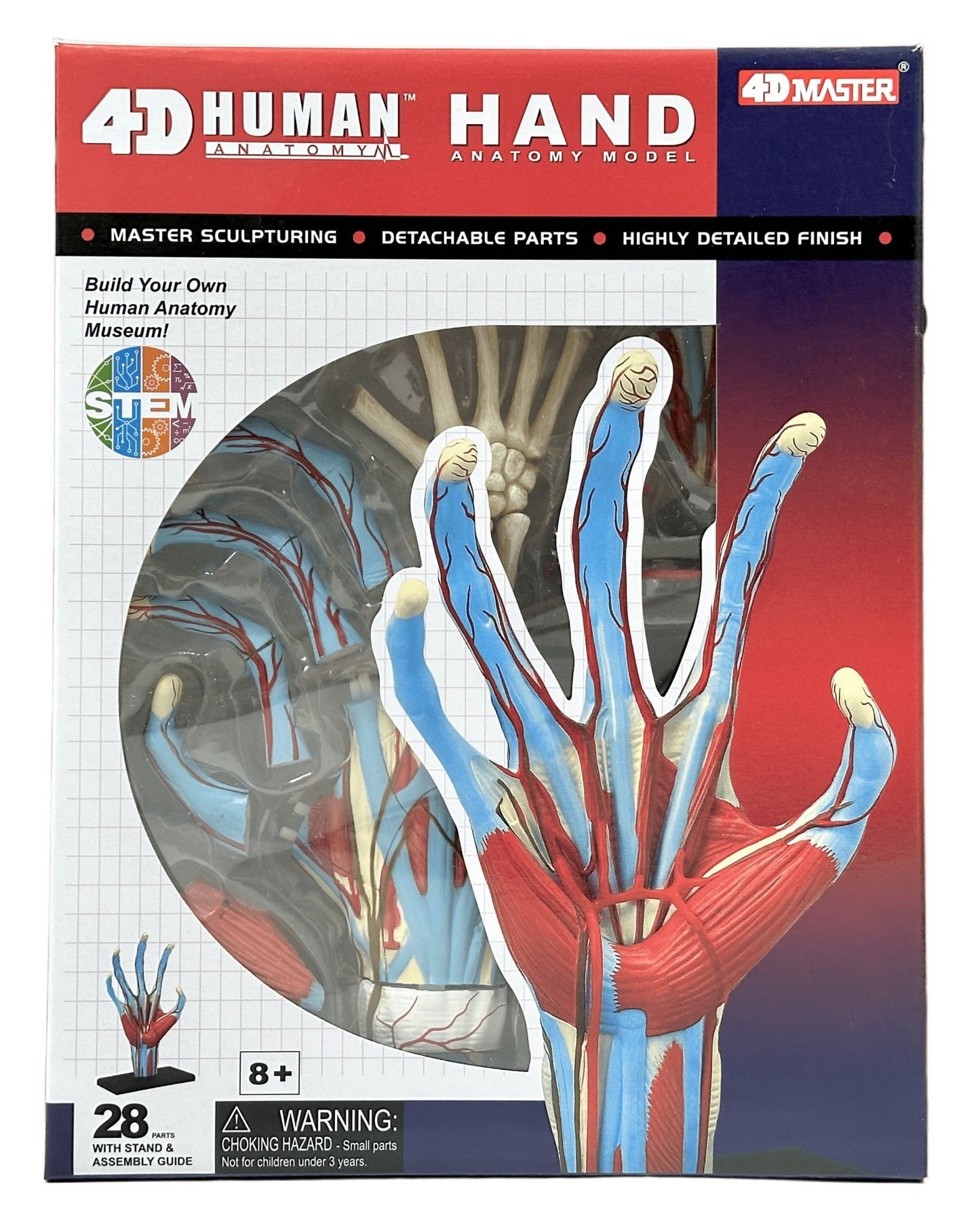 4D Master 626009 Hand 手 人体解剖モデル 1:2