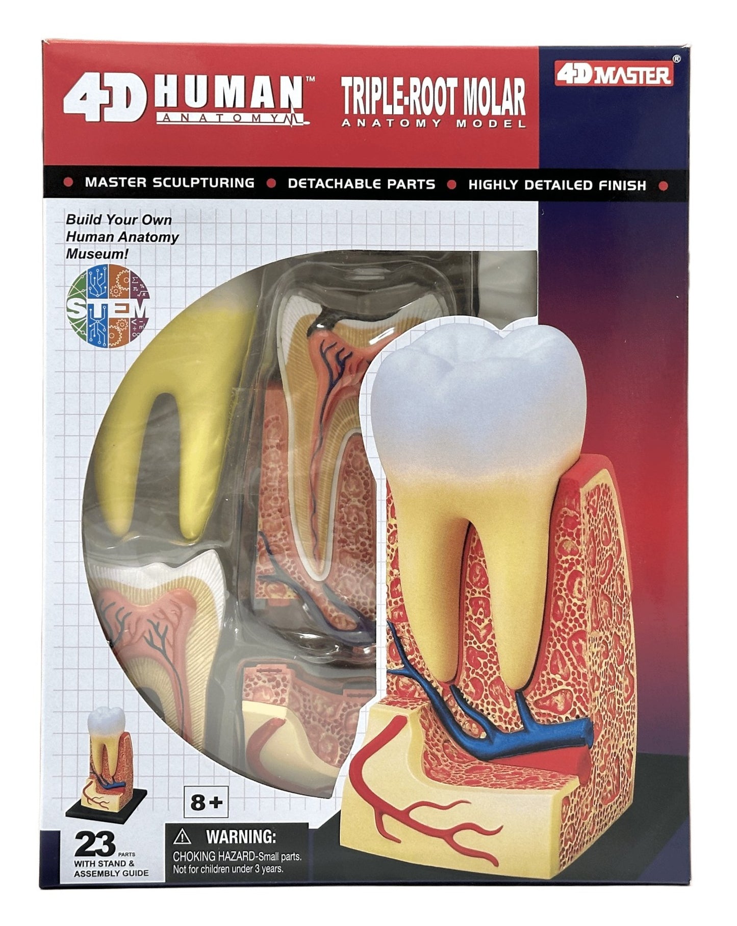 4D Master 626013 Triple Root Molar 三根大臼歯 人体解剖モデル 3.5:1