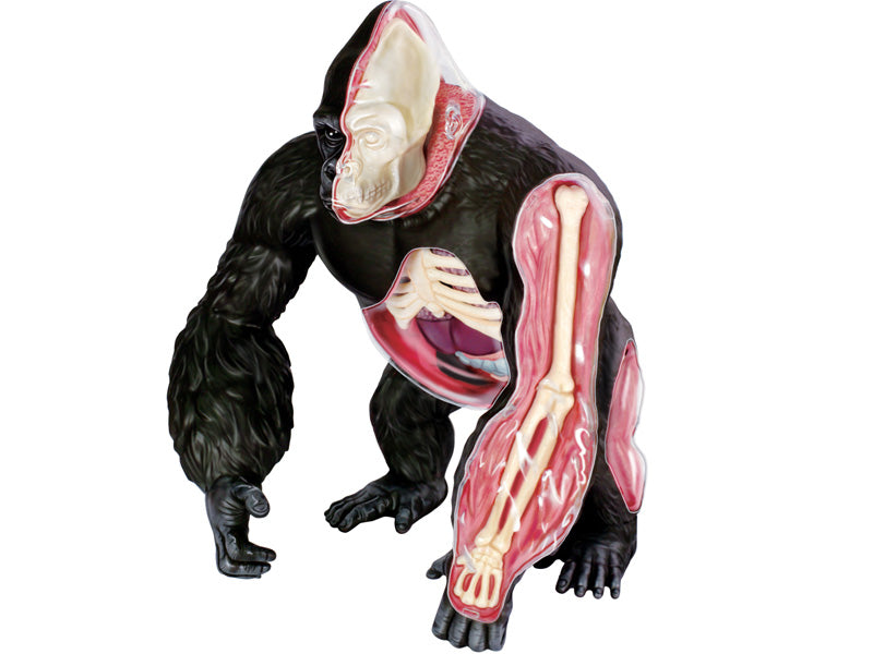 4D Master 622012 Gorilla ゴリラ 解剖モデル