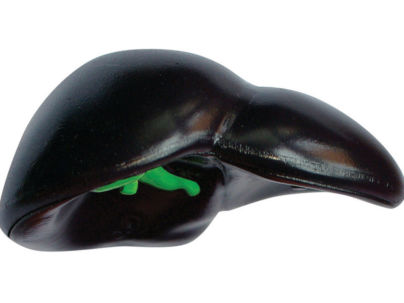 4D Master 622012 Gorilla ゴリラ 解剖モデル
