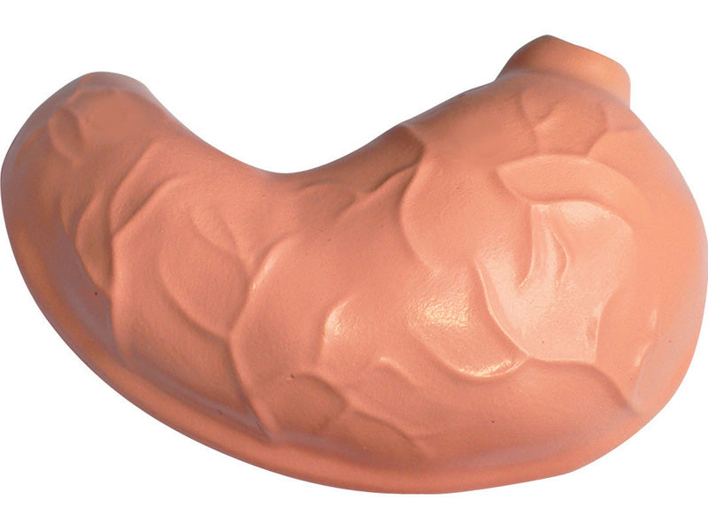4D Master 622012 Gorilla ゴリラ 解剖モデル