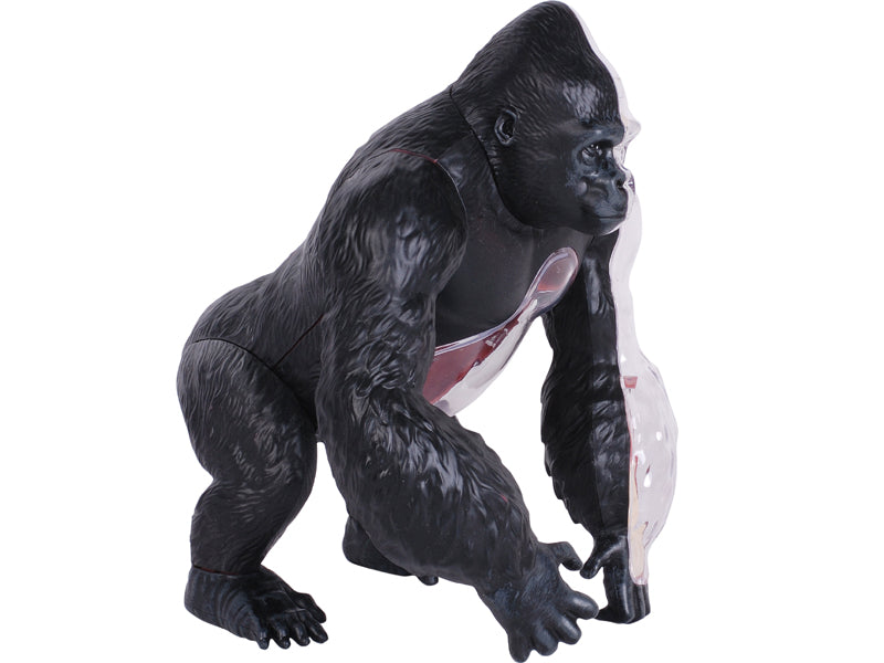 4D Master 622012 Gorilla ゴリラ 解剖モデル