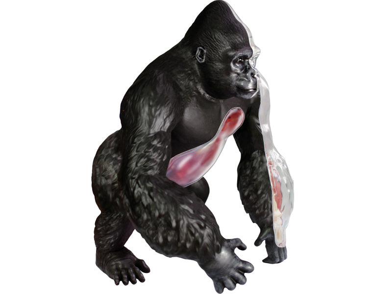 4D Master 622012 Gorilla ゴリラ 解剖モデル