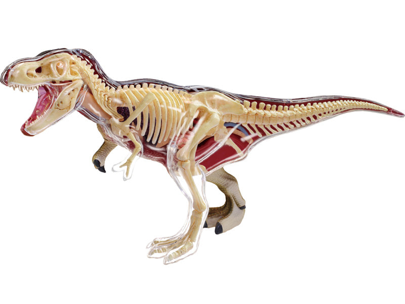 4D Master 622013 T-Rex 解剖モデル