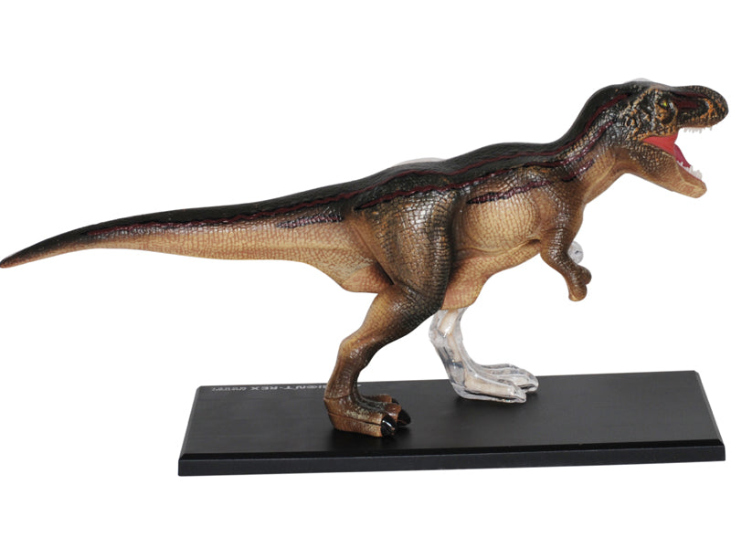 4D Master 622013 T-Rex 解剖モデル