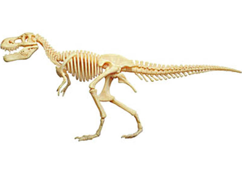 4D Master 622013 T-Rex 解剖モデル