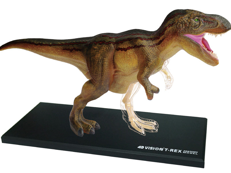 4D Master 622013 T-Rex 解剖モデル