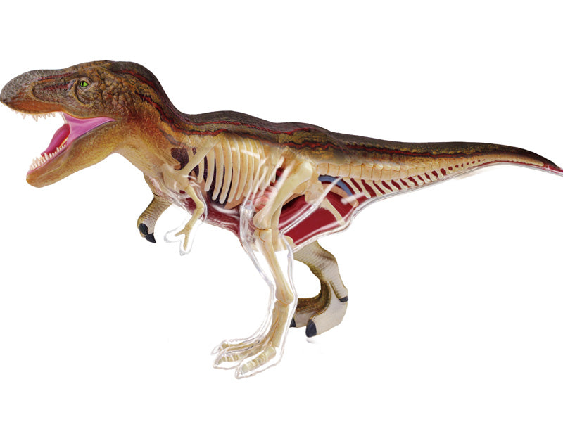 4D Master 622013 T-Rex 解剖モデル