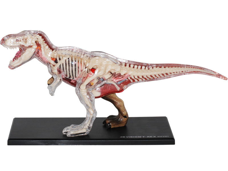 4D Master 622013 T-Rex 解剖モデル