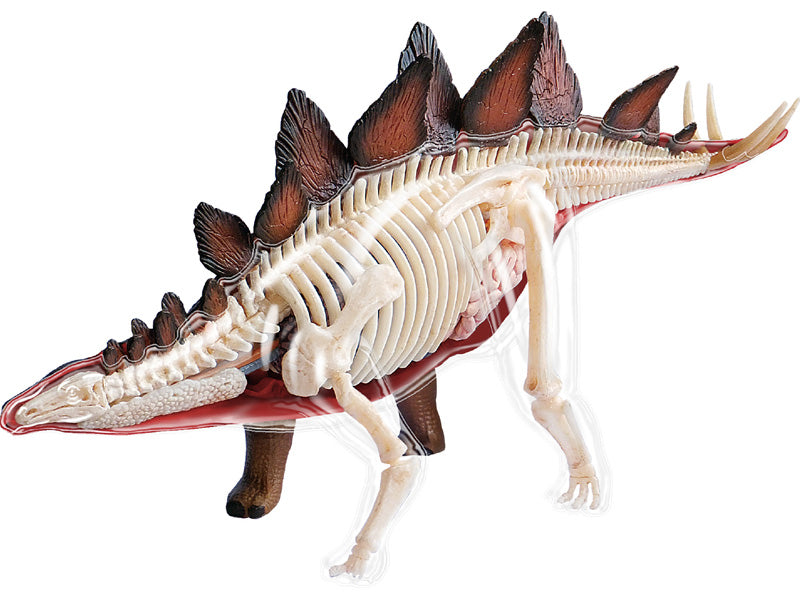 4D Master 622016 Stegosaurus ステゴサウルス 解剖モデル