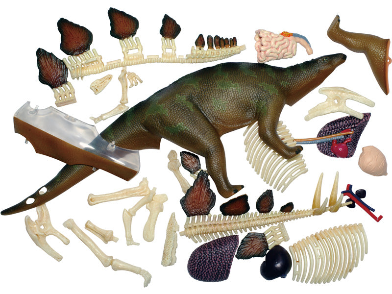 4D Master 622016 Stegosaurus ステゴサウルス 解剖モデル