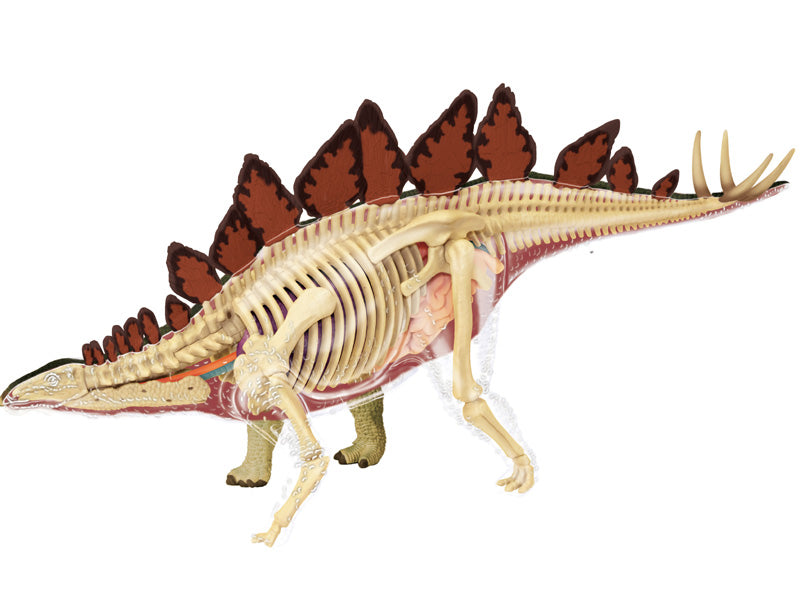 4D Master 622016 Stegosaurus ステゴサウルス 解剖モデル