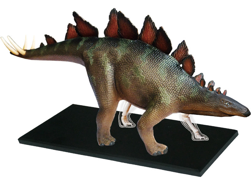 4D Master 622016 Stegosaurus ステゴサウルス 解剖モデル