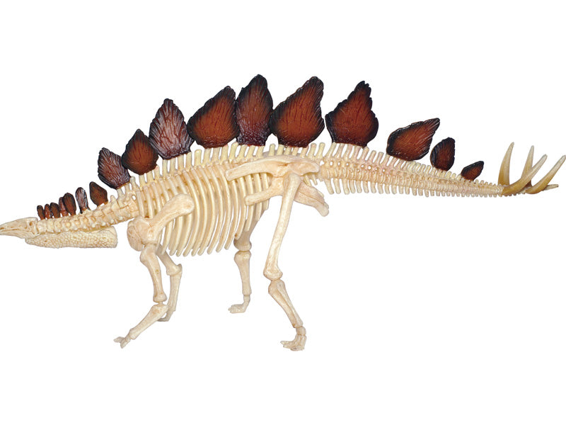 4D Master 622016 Stegosaurus ステゴサウルス 解剖モデル