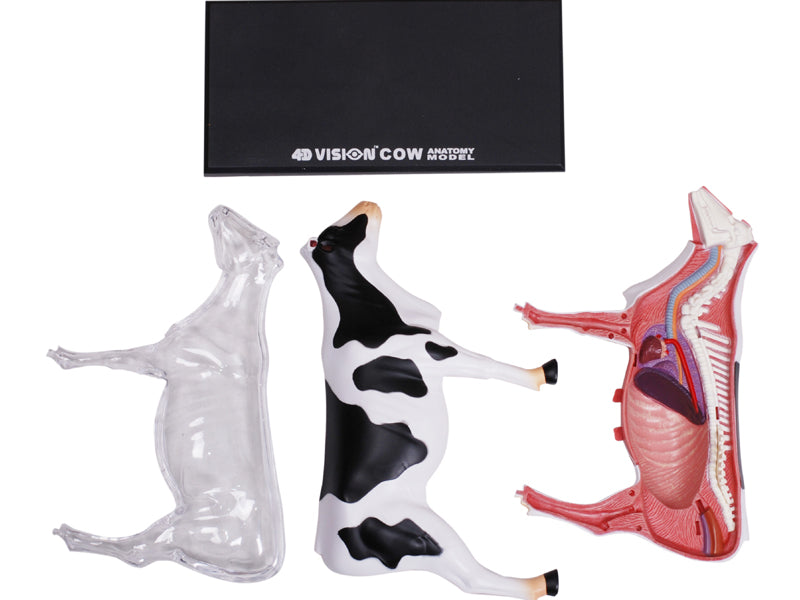 4D Master 622021 Cow 乳牛 解剖モデル
