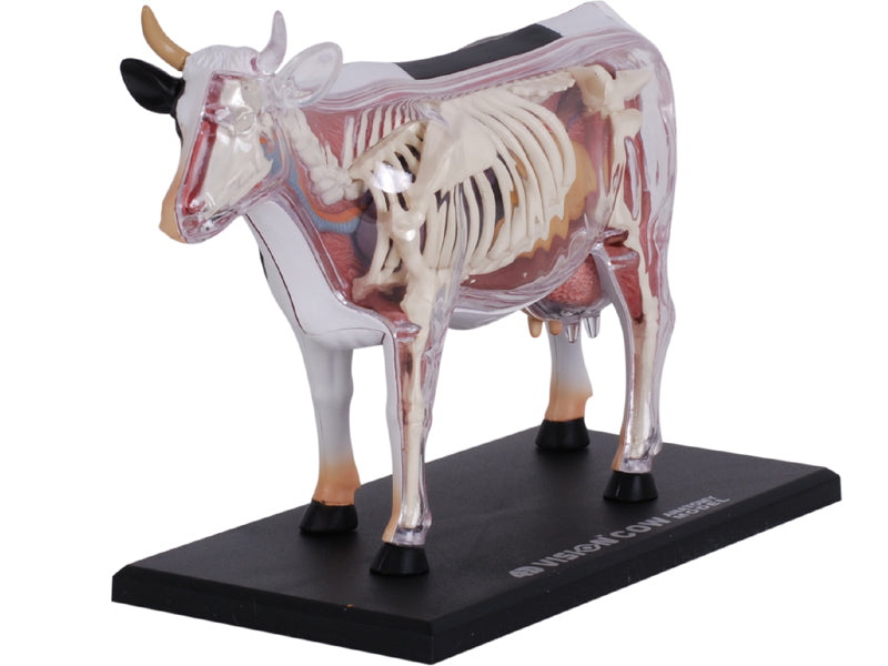 4D Master 622021 Cow 乳牛 解剖モデル