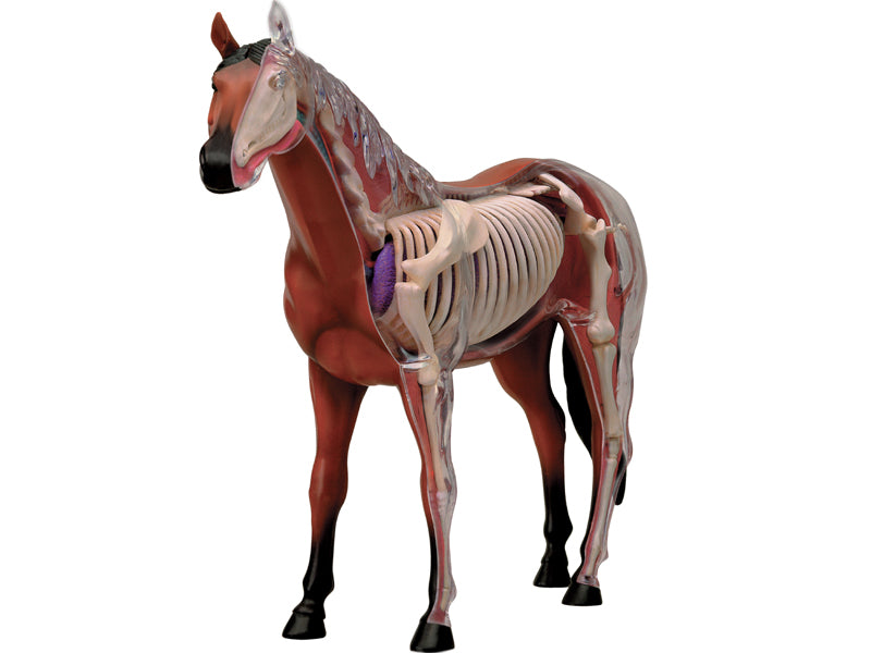 4D Master 622022 Horse 馬 ウマ 解剖モデル