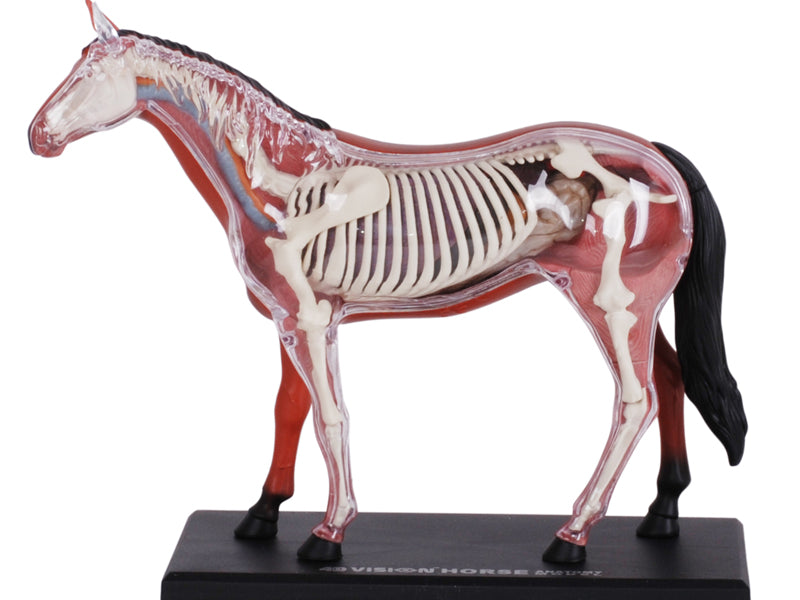 4D Master 622022 Horse 馬 ウマ 解剖モデル