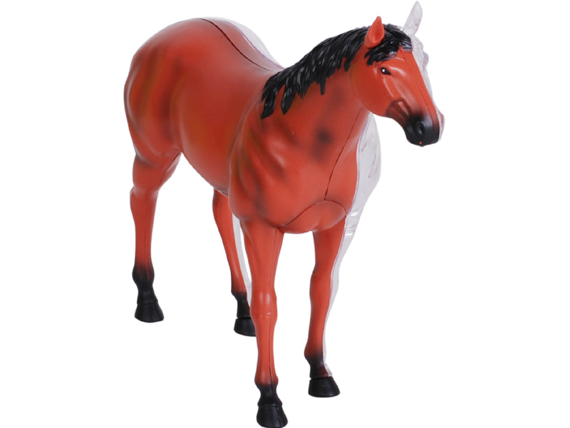 4D Master 622022 Horse 馬 ウマ 解剖モデル