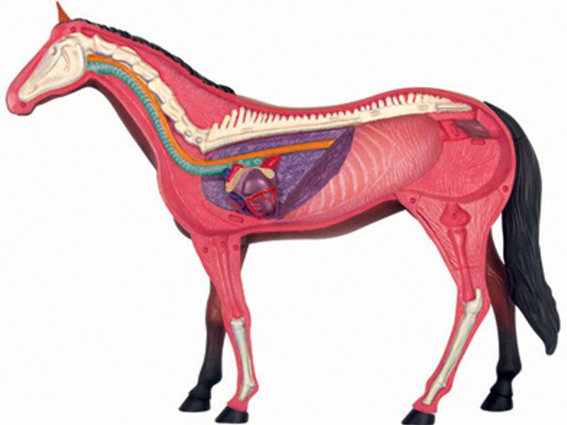 4D Master 622022 Horse 馬 ウマ 解剖モデル