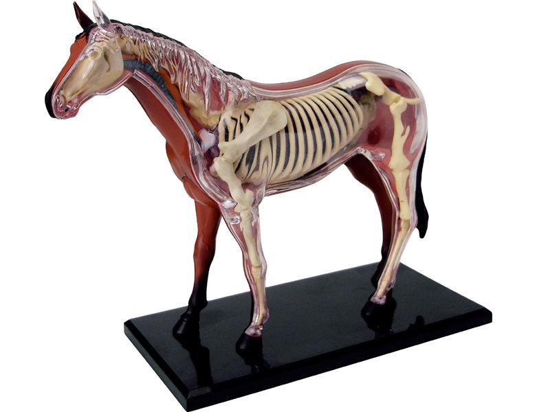4D Master 622022 Horse 馬 ウマ 解剖モデル