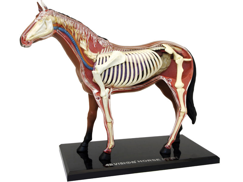 4D Master 622022 Horse 馬 ウマ 解剖モデル