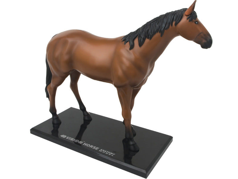 4D Master 622022 Horse 馬 ウマ 解剖モデル