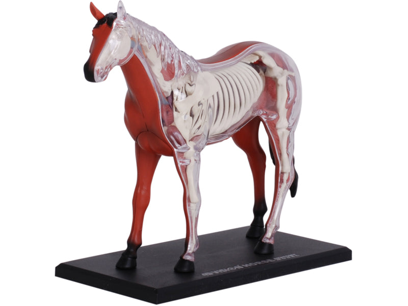 4D Master 622022 Horse 馬 ウマ 解剖モデル