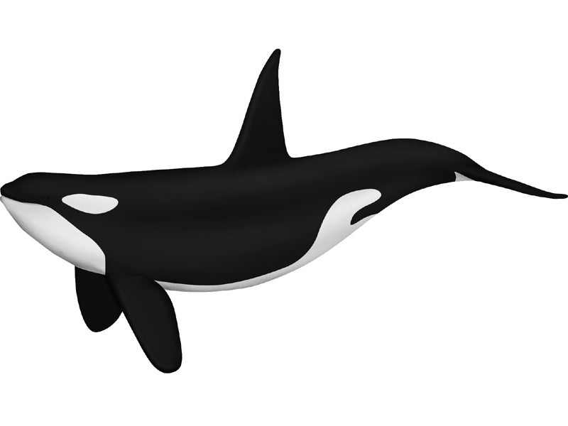 4D Master 622026 Orca オルカ 解剖モデル