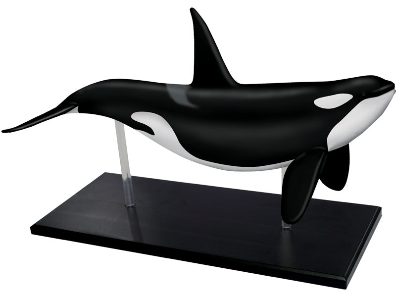 4D Master 622026 Orca オルカ 解剖モデル