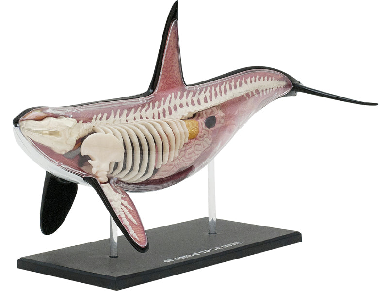 4D Master 622026 Orca オルカ 解剖モデル