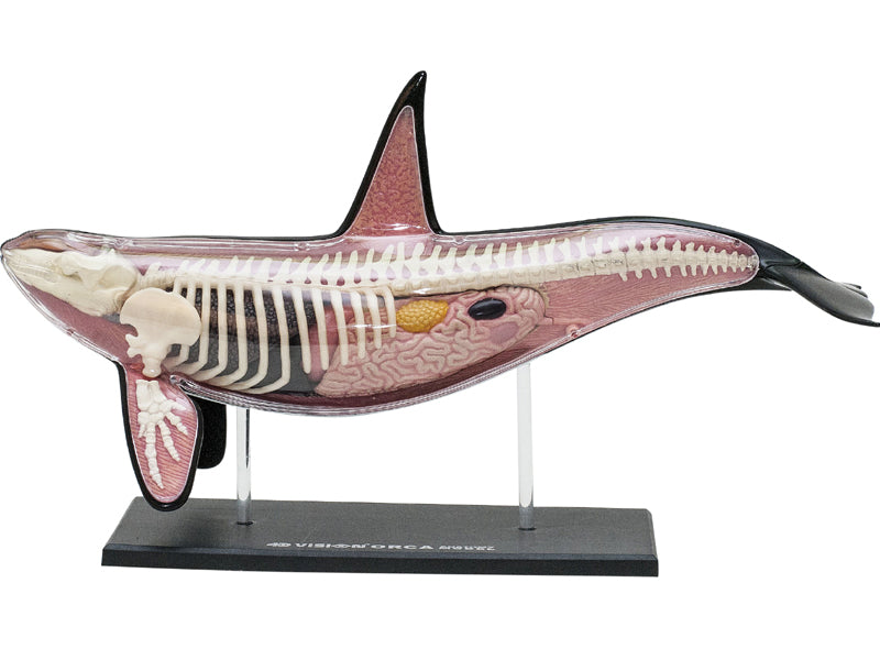 4D Master 622026 Orca オルカ 解剖モデル