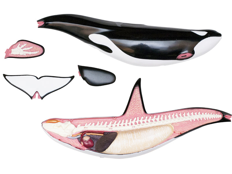 4D Master 622026 Orca オルカ 解剖モデル