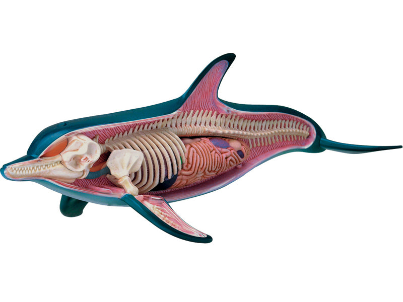 4D Master 622027 Dolphin イルカ解剖モデル