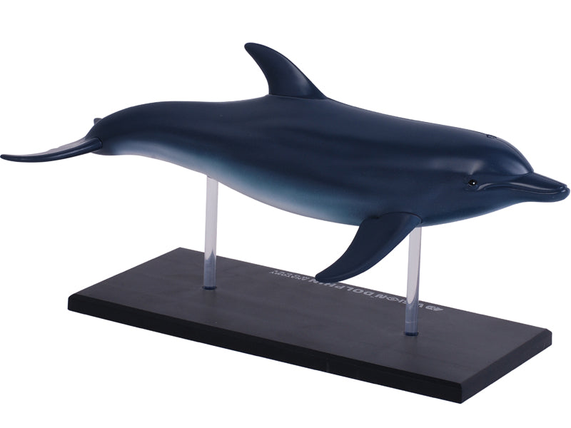 4D Master 622027 Dolphin イルカ解剖モデル