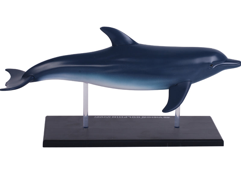 4D Master 622027 Dolphin イルカ解剖モデル
