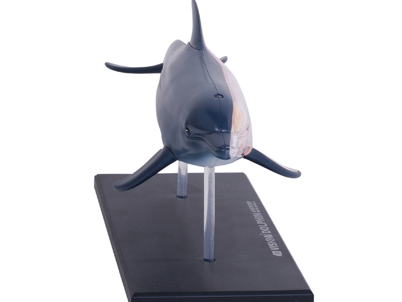 4D Master 622027 Dolphin イルカ解剖モデル