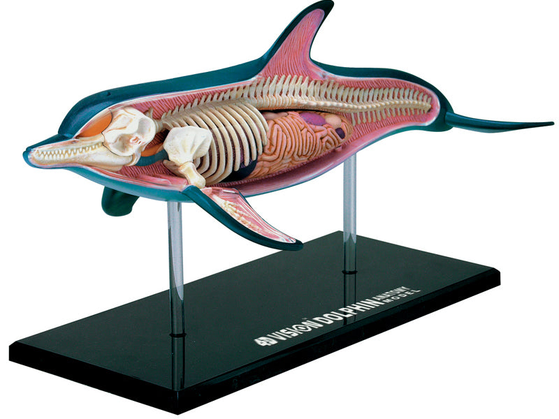 4D Master 622027 Dolphin イルカ解剖モデル