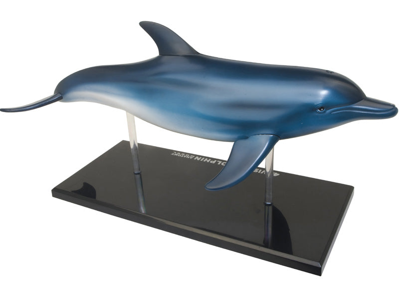 4D Master 622027 Dolphin イルカ解剖モデル