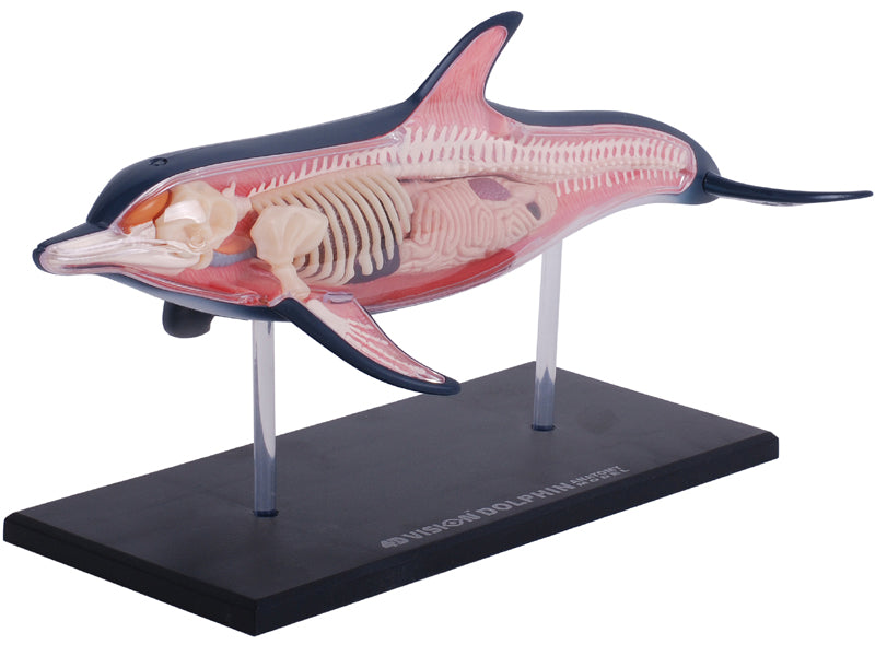 4D Master 622027 Dolphin イルカ解剖モデル