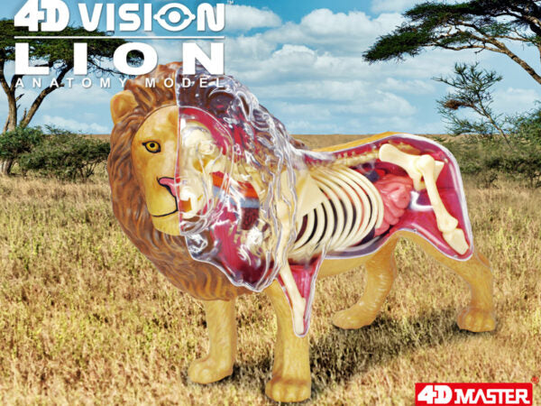 4D Master 622036 Lion ライオン 解剖モデル