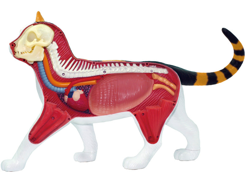 4D Master 622040 Calico Cat 三毛猫 解剖モデル