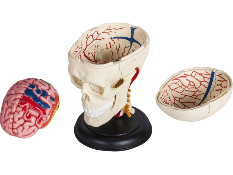 4D Master 626005 Cranial Nerve Skull 脳神経頭蓋骨 人体解剖モデル 1:3