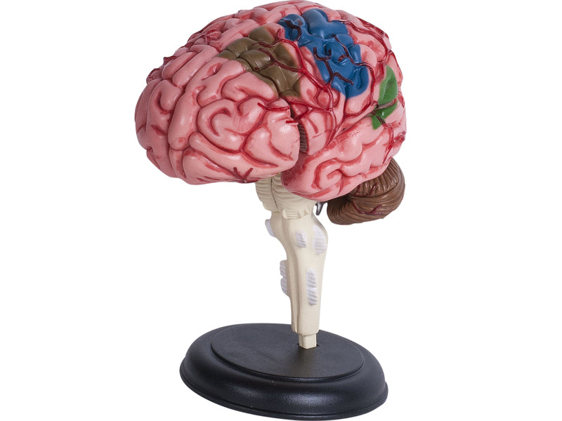4D Master 626008 Brain 人間の脳 人体解剖モデル 1:2.5