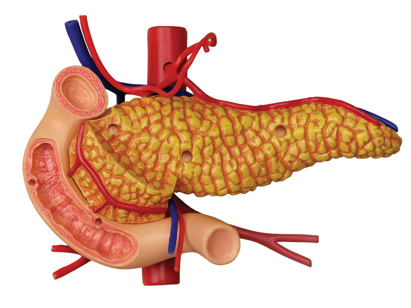 4D Master 626014 Stomach & other organs 胃 人体解剖モデル 1:1.7