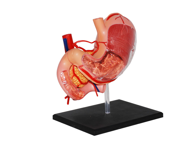 4D Master 626014 Stomach & other organs 胃 人体解剖モデル 1:1.7
