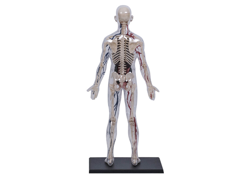 4D Master 626204 Transparent Human Body 13インチ 人体(透明) 解剖モデル 1:6