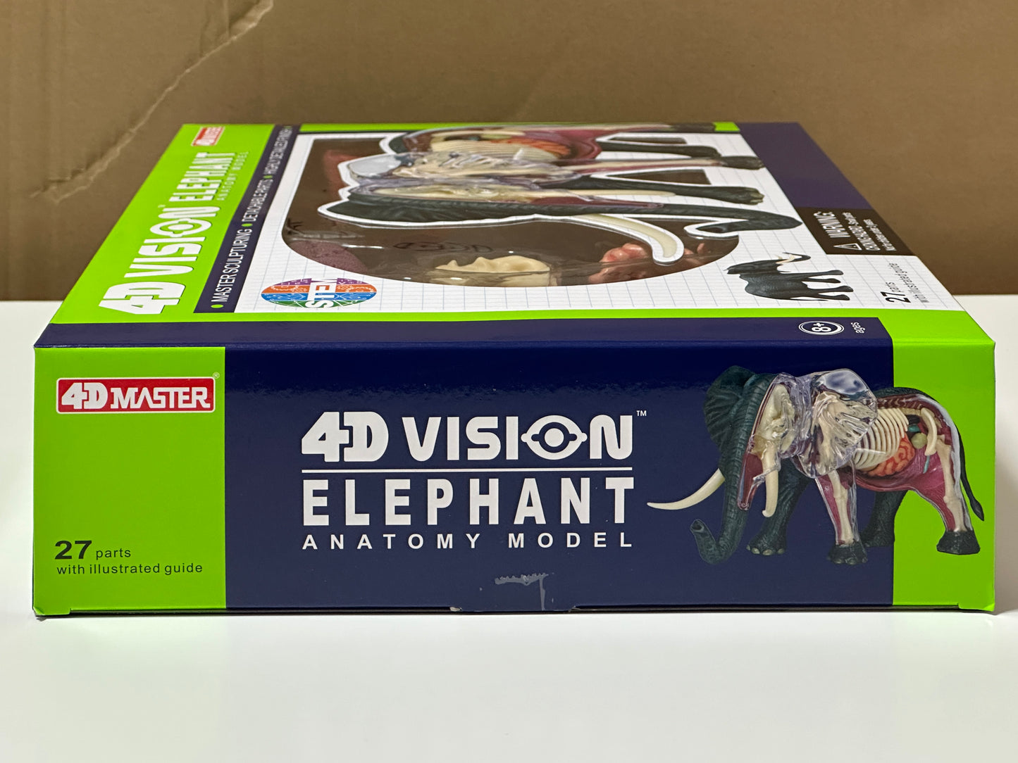 4D Master 622037 Elephant 象 解剖モデル