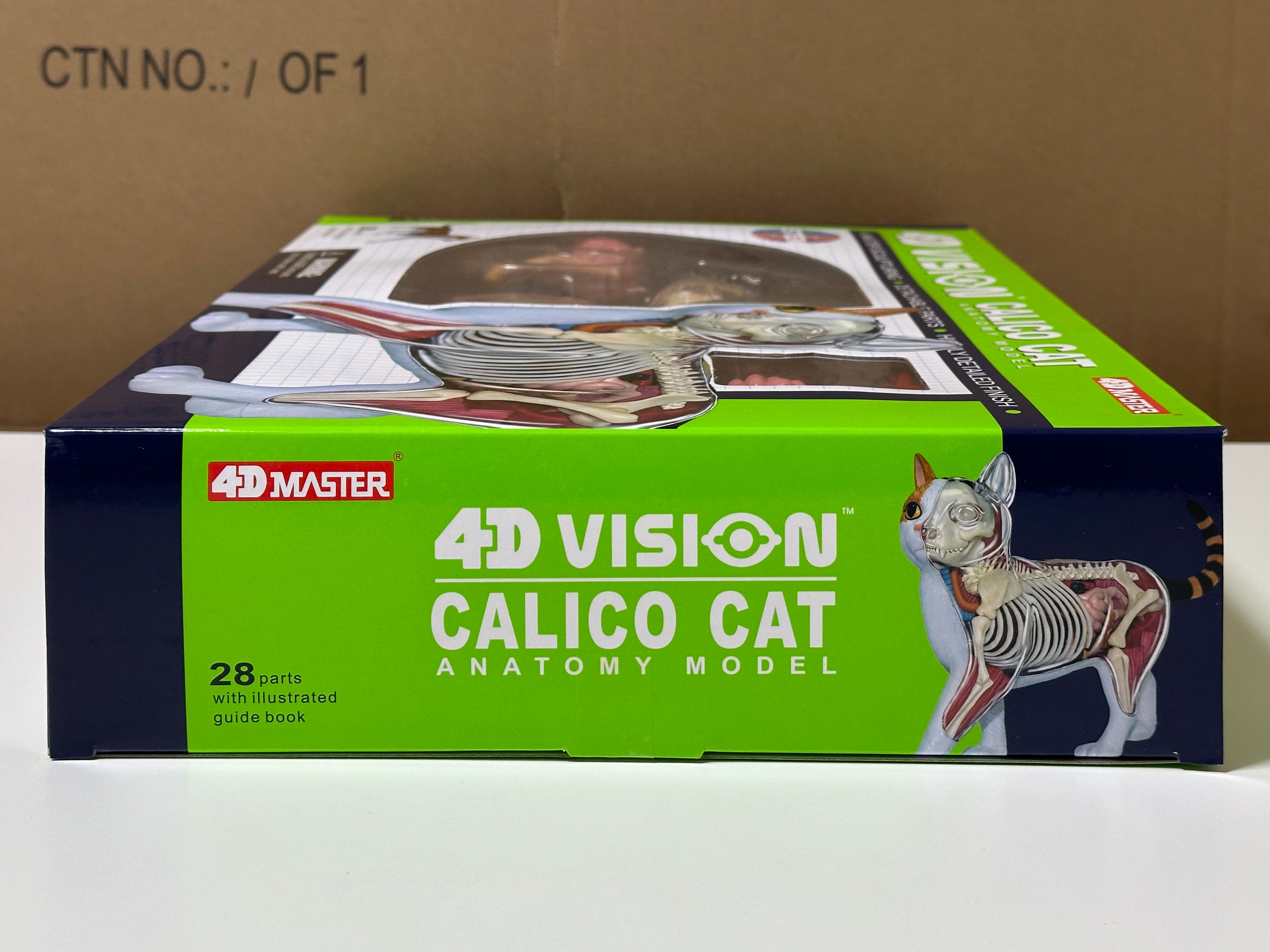 4D Master 622040 Calico Cat 三毛猫 解剖モデル – 木漏れ日